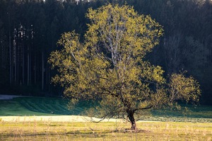 Gegenlicht