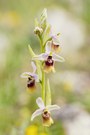 Ophrys x lidbergii  (Hybrid Ophrys lunulata x grandiflora)