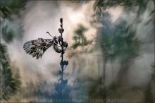 ~ southern festoon butterfly ~