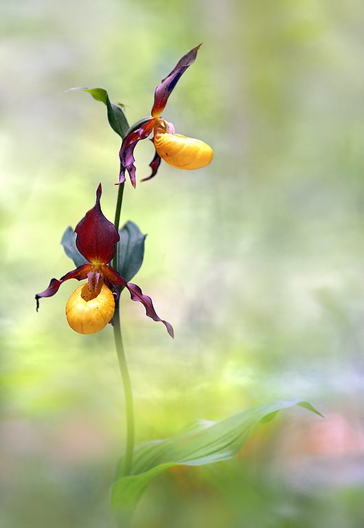 Cypripedium ...