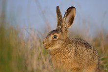 Hase (Lepus europaeus)