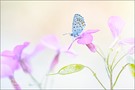 Petit Papillon Sur Fleurs