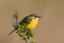 Aschköpfige Schafstelze (Motacilla flava cinereocapilla)