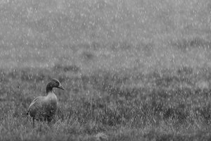 Grau...