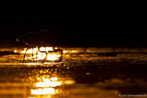 Flamingo im Sonnenuntergang