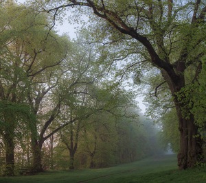 Allee im Frühling