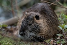 Auf Du und Du mit dem Nutria....