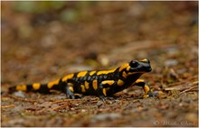 Feuersalamander (Salamandra salamandra)