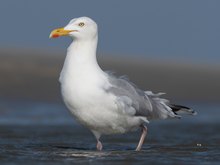 Silbermöwe (Larus argentatus)