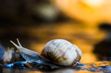 Weinbergschnecke auf Wanderschaft