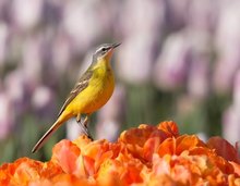 Die Schafstelze auf den Tulpen