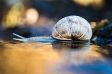 Weinbergschnecke auf Wanderschaft ~2~