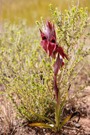 Serapias orientalis siciliensis