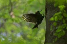 Unter dem Buchendach