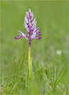 Junges Helmknabenkraut
