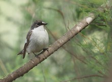 Trauerschnäpper (Ficedula hypoleuca)