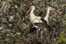 Weißstorch (Ciconia ciconia)