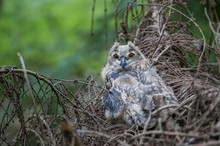 König des Reisighaufens