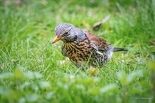 Wacholderdrossel sucht nach Regenwürmern