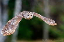 fliegender Waldkauz (Strix aluco)