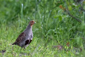 Begegnung am Wegrand