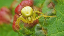 Krabbenspinne 12 mm auf Johannisbeerblatt