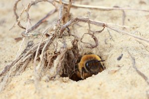 Sandbiene im Höhleneingang