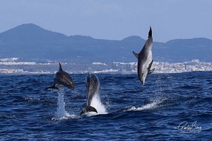 Delfinschule beim Spielen