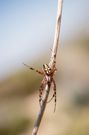 Eichenblattspinne
