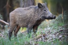 Wildschwein