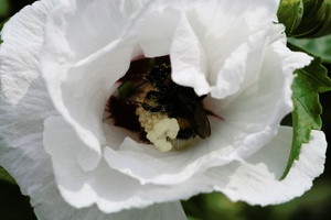 Bombus bombus in Hibiscus syriacus - Blüte