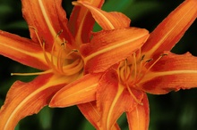 Lilium auratum in voller Blüte