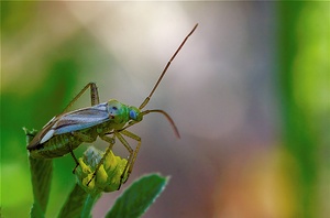 Wanze - Miridae