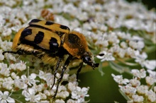 Gebänderte Pinselkäfer (Trichius-fasciatus)