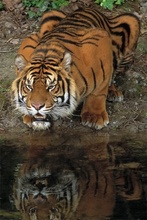 Sumatratiger aus dem Frankfurter Zoo (C)