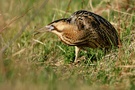 Rohrdommel (Botaurus stellaris)