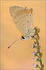 Kleiner Feuerfalter (Lycaena phlaeas)