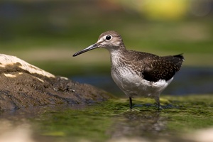 waldwasserläufer?