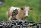 Brachvogel