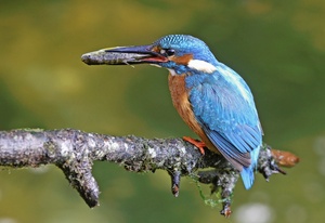 Eisvogel Männchen mit Fisch