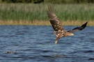 Seeadler beim Fischen