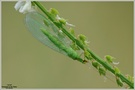 Gemeine Florfliege (Chrysoperla carnea)