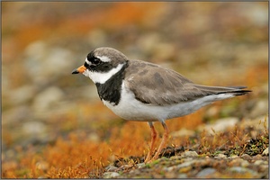 Sandregenpfeifer (Charadrius hiaticula)