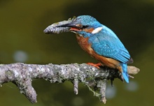 Eisvogel mit Fisch