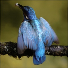 Eisvogel in Abwehrhaltung