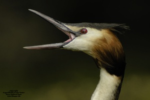 Haubentaucher (Podiceps cristatus)