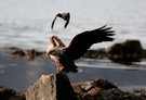 Seeadler