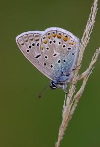 Heuhechelblläuling im Abendlicht