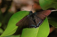 Mangrove Skipper