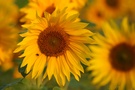 Sonnenblumen am frühen Morgen